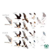 گونه سنقر خاکستری Hen Harrier